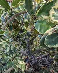 Image result for Pisonia