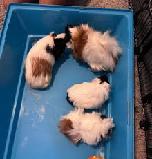 Selling two big pigs for processing