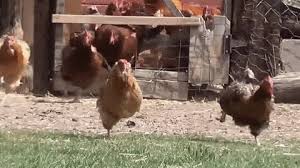 The elder cantrell wouldn't talk about the war, so jerry crafted the lyrics based on what he thought where his father's feelings and experiences, told from his perspective. Roast All The Chickens Adventurous Cooks
