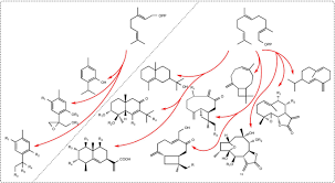 Image result for Neojeffreya