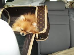 Pheebee S First Road Trip Hanging Out Of Her House In The Back Seat Dog Personality Cute Pomeranian Big Dogs