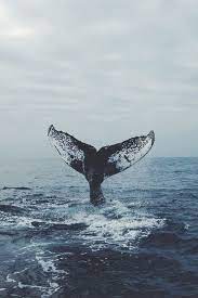 Animales De Oceano Ballenas Ballena Azul