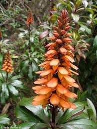 A place where you can plant anything and it. Future Is Written In Green Isoplexis Canariensis The Canarian Crest Of Rooster Plants Strange Plants Shade Plants