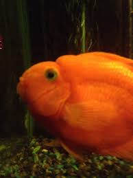 This colorful group of fish plays a very important role in maintaining the i will show you that how to breed red parrot with texas fish?.updated 1 week old baby fish/4 weeks old in this video, we will show you , 7 way to identify male or female parrot fish 1. Parrot Fish Eggs Will Take How Many Days To Hatch My Aquarium Club