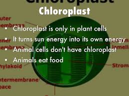 During cell division, animal cells rely on centrioles for organization and regulation as chromosomes line up to divide; Organells By Docterslime