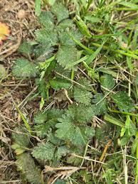 Image result for Wild Strawberry 1990 Tracer