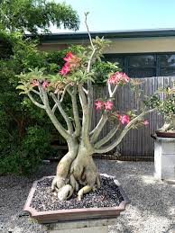 Image result for Adenium