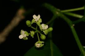 Image result for Grevea