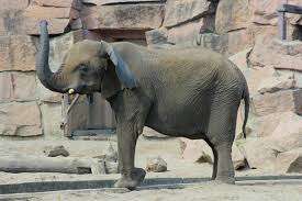 Die schwerpunkte des zoos bilden tiere der gebirge. Elefanten Verlassen Den Tierpark Nach Den Umzugen Beginnt Der Neubau Einer Savannenlandschaft Friedrichsfelde