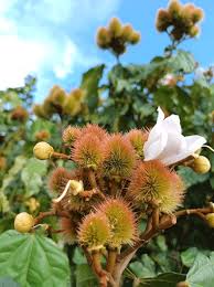 Image result for Bixaceae