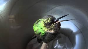 sleeping hummingbird snores in peru youtube super cute animals baby hummingbirds snoring