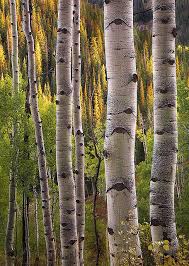Birch Trees In Colorado Simplicity Autumn Aspen Forest Crested Butte Colorado By Andersonimages Aspen Trees Aspen Art Tree Painting