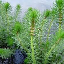 Image result for Rhipidoglossum microphyllum