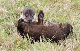 8:30 am to 11:30 am edt. Turtle Picture Of Ritch Grissom Memorial Wetlands Melbourne Tripadvisor