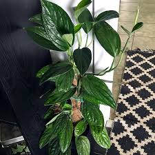 Pin On Plant Name