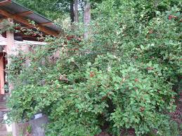 Image result for goumi