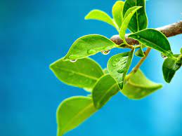 We did not find results for: Life Is Beautiful Daun Hijau Nan Indah
