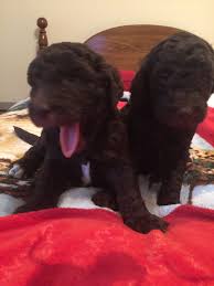 Dog breeders and puppies for sale in wisconsin. Goldendoodle Puppies For Sale Danbury Wi 313800