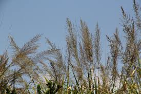 Image result for Eragrostis acraea