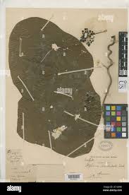 Image result for Clematis dolichopoda