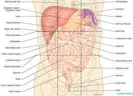 This divides the abdomen into four quadrants. Labeled Human Stomach Anatomy Human Anatomy Body Ideas Human Anatomy And Physiology Human Body Anatomy Digestive System