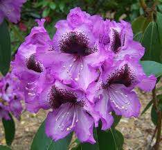 Check spelling or type a new query. Hardy To 0 F Orange And Yellow Blooms Rhododendron Dad S Indian Summer 1 Container Size Plant Pink Will Grow To Five Feet Tall Outdoor Gardening Plants Lifepharmafze Com