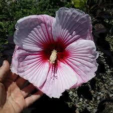 Image result for Hibiscus meyeri