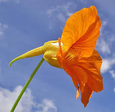 Image result for Tropaeolaceae