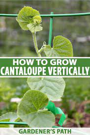 If this is australia, i would not be criticized for arriving five years later, but in the u.s., someone will follow that thinks poorly of me for commenting at this late hour. How To Grow Cantaloupe Vertically On A Trellis Gardener S Path