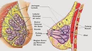 Penyakit tersebut adalah sebagai berikut dilansir dari mayo clinic: Payudara Nyeri Sebelum Haid