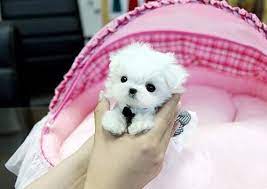 Get Maltese For Sale Protect Home Maltese Puppies For Sale Maltese Puppy Teacup Puppies Maltese