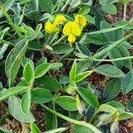 Image result for Crotalaria chrysochlora