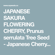 Japanese Sakura Flowering Cherry Prunus Serrulata Tree Seed Japanese Cherry Blossom Tree Zones 5 8 Myseeds C Japanese Cherry Tree Seeds Blossom Trees