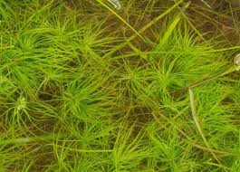 Image result for Eriocaulon abyssinicum