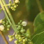 Image result for Khaya anthotheca