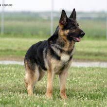 Choose a puppy from responsible and caring after world war i these dogs were named the alsatian. Puppyfind German Shepherd Dog Puppies For Sale