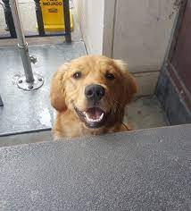 Coco Thinks She S Getting Human Food Keep Wishing Little Girl Lol 9 Month Old Golden Retriever Golden Retriever Beautiful Dogs Old Golden Retriever