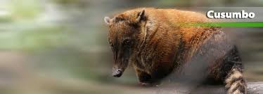Como fazer poltrona senta bebe passo a passo, ver e fazer, verefazer, site de ideias criativas para baixar molde gratis. Zoologico Santacruz Cusumbo