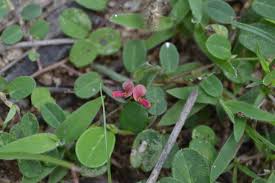 Image result for Alysicarpus