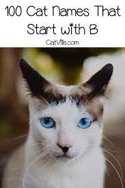 Cat Names Starting With B Cat Names Cats Cute Cats Funny