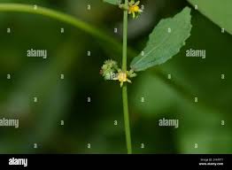 Image result for Triumfetta pentandra