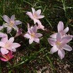 Image result for Zephyranthes minuta