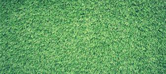 How long does it take zenith zoysia grass seed to seed and become established? Which Zoysia Grass Type Is Right For My Lawn Abc Blog