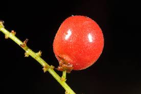 Image result for Allophylus