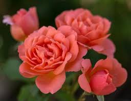 My academia hero hero academia characters boku no hero academy held my man cute boys fan art superhero shrub. Sweet Fragrance Shrub Rose Beautiful Flowers Apricot Blossom Shrub Rose