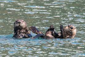 Playful Otters Otters Sea Otter Animals