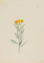 Image result for Helichrysum quartinianum