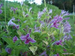 Image result for Asystasia intrusa