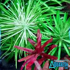 Image result for Pogostemon aquaticus
