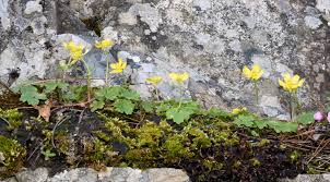 Image result for Ranunculus raeae